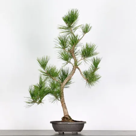 image supplémentaire - BONSAI PINUS THUNBERGII 1-10