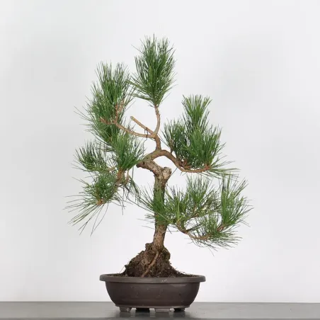 BONSAI PINUS THUNBERGII 1-11