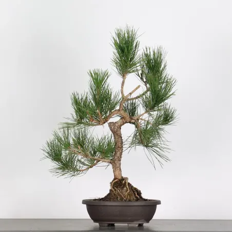 image supplémentaire - BONSAI PINUS THUNBERGII 1-11