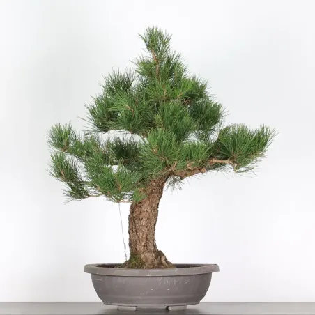 BONSAI PINUS THUNBERGII 2-4