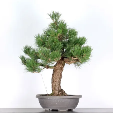 image supplémentaire - BONSAI PINUS THUNBERGII 2-4