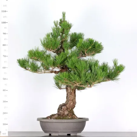 image supplémentaire - BONSAI PINUS THUNBERGII 2-5