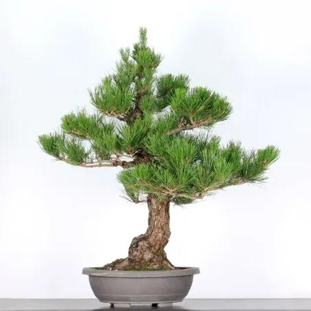 BONSAI PINUS THUNBERGII 2-5