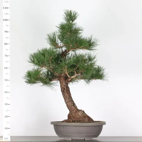 image supplémentaire - BONSAI PINUS THUNBERGII 2-6