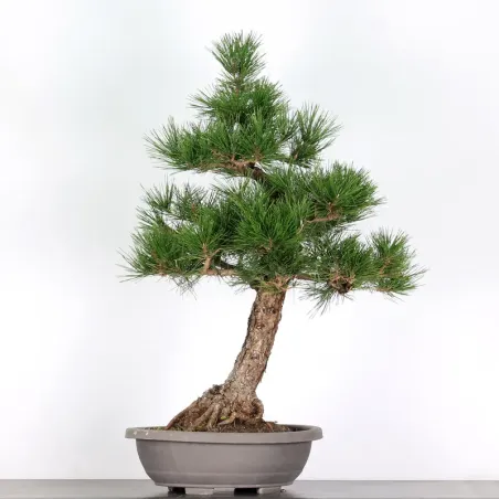 BONSAI PINUS THUNBERGII 2-6