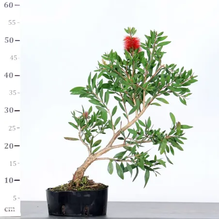 image supplémentaire - BONSAI CALLISTEMON 1-3