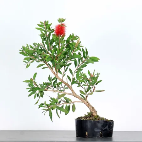 BONSAI CALLISTEMON 1-3