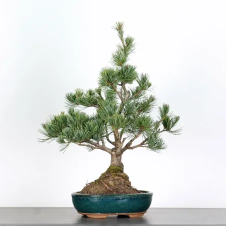 PIN BLANC DU JAPON "PINUS PENTAPHYLLA" 1-8