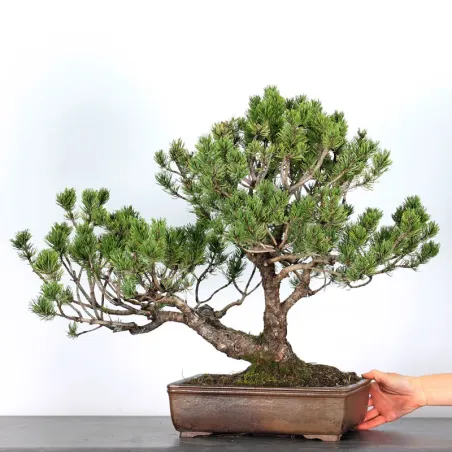 image supplémentaire - BONSAI PINUS MUGO 3-3