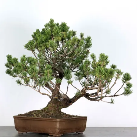 Mugo Bonsai Pine PM-3-3