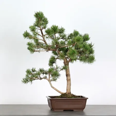 Mugo Bonsai Pine PM-3-2