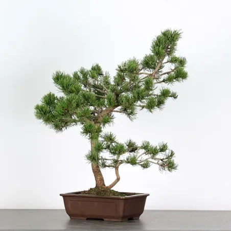 image supplémentaire - BONSAI PINUS MUGO 3-2