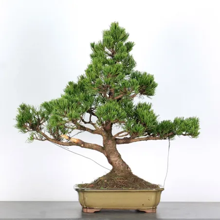 Pin mugo bonsai PM-3-5