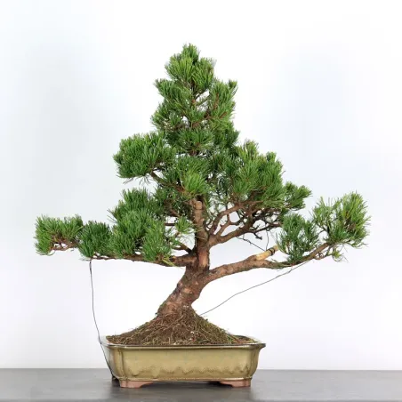 image supplémentaire - BONSAI PIN "PINUS MUGO" 3-5