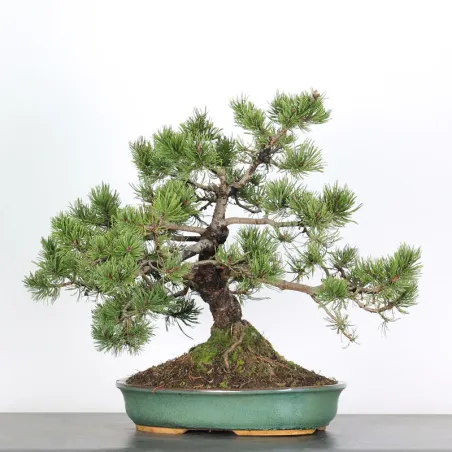 image supplémentaire - BONSAI PIN "PINUS MUGO" 3-9