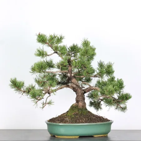 Pin mugo bonsai PM-3-9