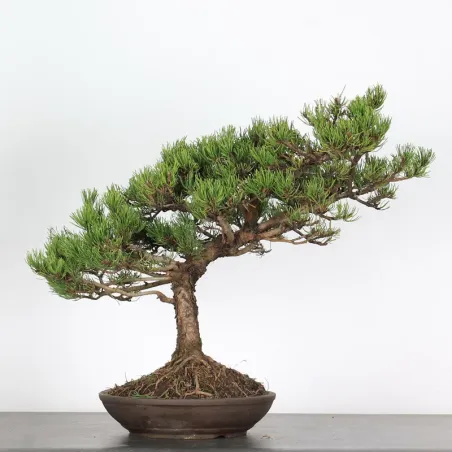 BONSAI PIN "PINUS MUGO" 3-11