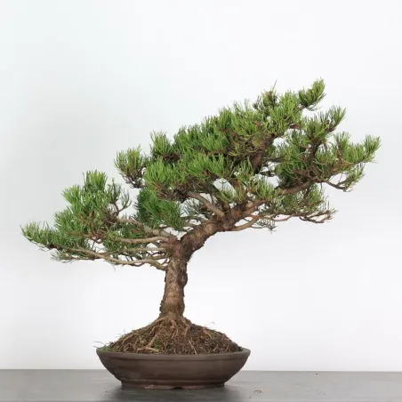 image supplémentaire - BONSAI PIN "PINUS MUGO" 3-11