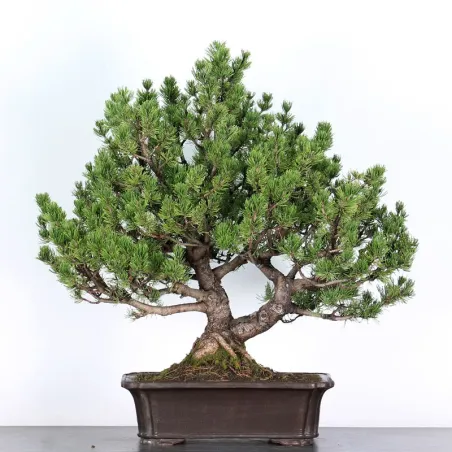 BONSAI PIN "PINUS MUGO" 3-14