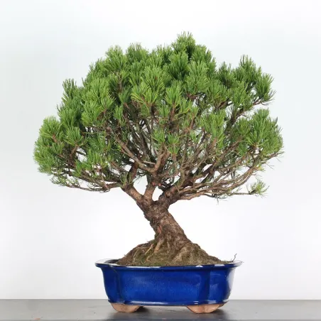 BONSAI PINUS MUGO 3-16