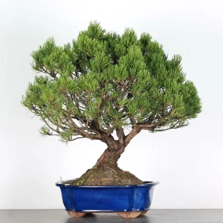 image supplémentaire - BONSAI PINUS MUGO 3-16