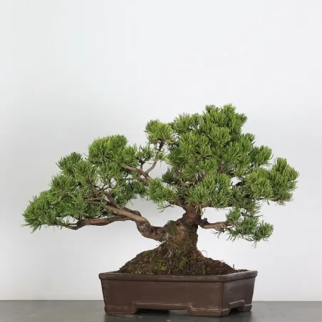 Pin mugo bonsai PM-4-4