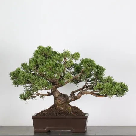 image supplémentaire - BONSAI PINUS MUGO 4-4