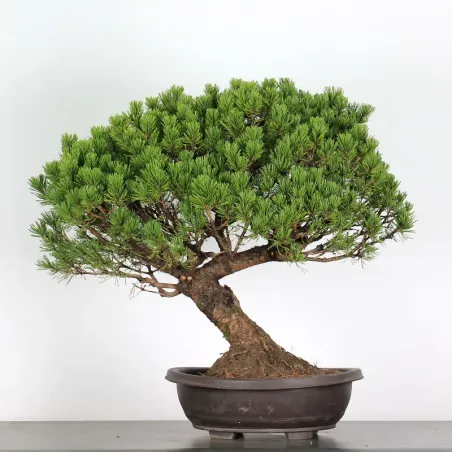 Mugo Bonsai Pine PM-4-5