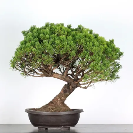 image supplémentaire - BONSAI PINUS MUGO 4-5