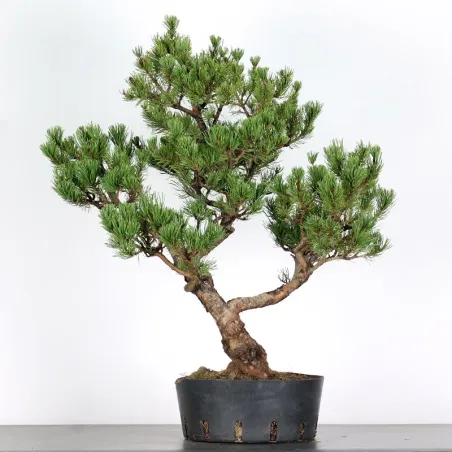 Pin mugo bonsai PM-4-7