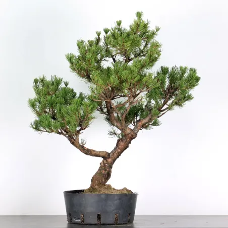 image supplémentaire - BONSAI PINUS MUGO 4-7