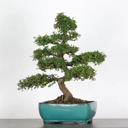 Bonsai Orme de Chine OR-1-1