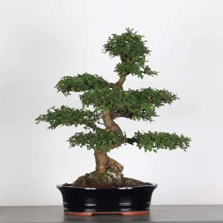 Bonsai Orme de Chine OR-1-8