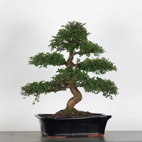 Bonsai Orme de Chine OR-1-13