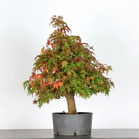 image supplémentaire - ACER PALMATUM AP 1-23