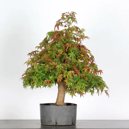 ACER PALMATUM AP 1-23