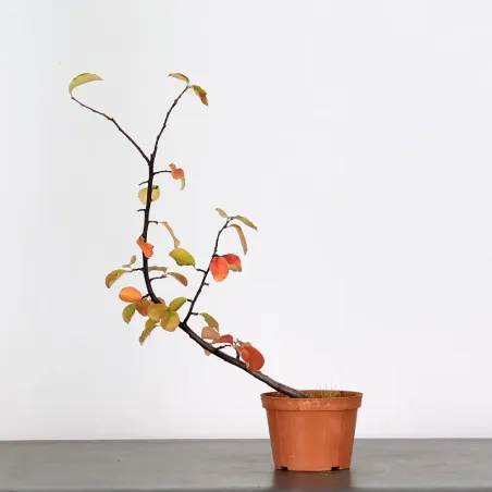 Bonsai Chaenomeles Japonica