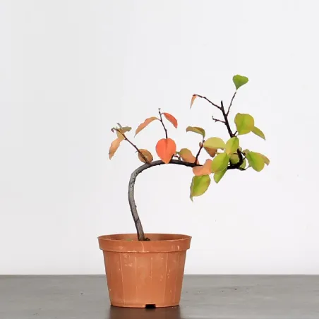 Bonsai Chaenomeles Japonica