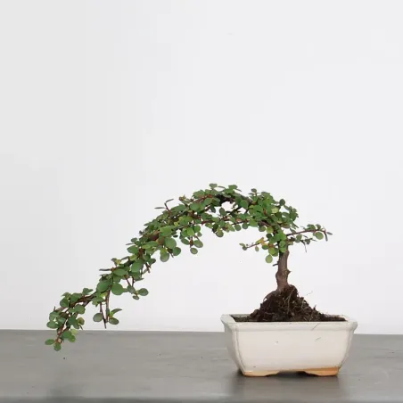 Bonsai Cotoneaster