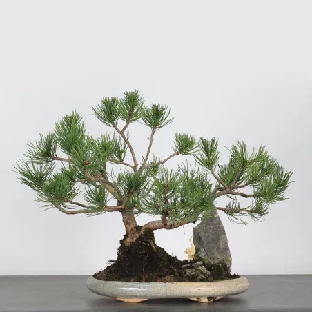 Pin mugo bonsai PM-2-1