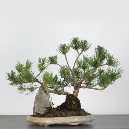 image supplémentaire - BONSAI PINUS MUGO 2-1