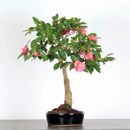 AUTUMN CAMELLIA "SASANQUA"1-9