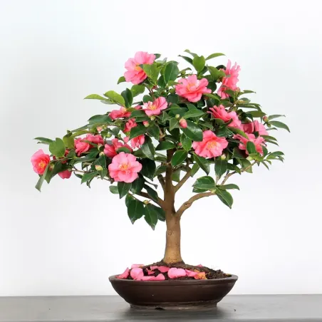 AUTUMN CAMELLIA "SASANQUA"1-12