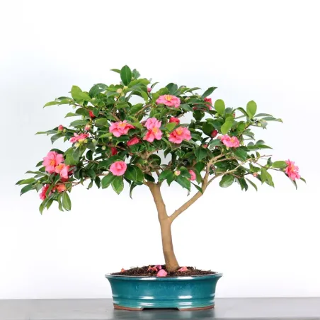 Camellia Bonsai