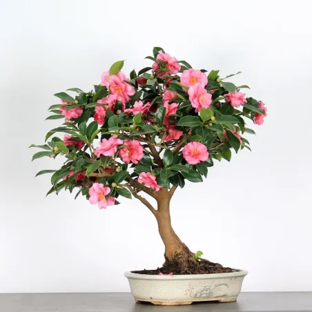 CAMELLIA SASANQUA 3-8