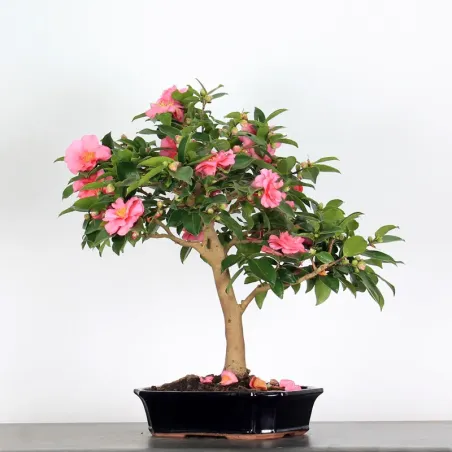 CAMELLIA SASANQUA 3-9