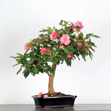 image supplémentaire - CAMELLIA SASANQUA 3-9