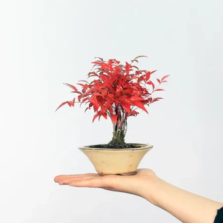 Bonsai Nandina "Bambou Sacré"