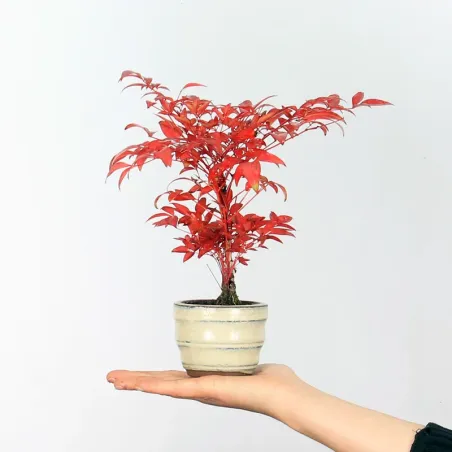 Bonsai Nandina "Bambou Sacré"