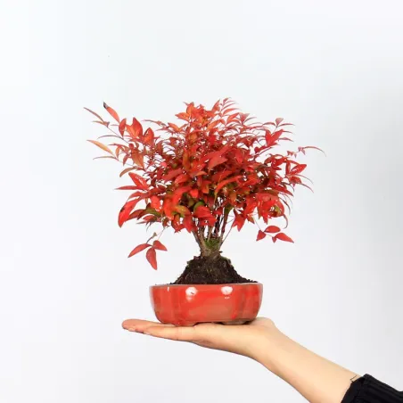 Bonsai  Nandina "Bambou Sacré"